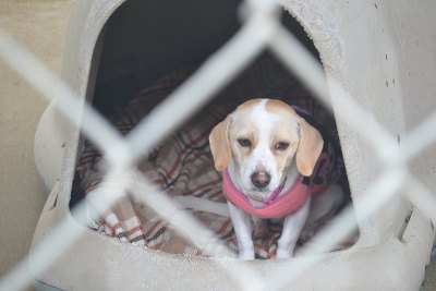 "Sweater" finds some quiet time at the Kings County SPCA.